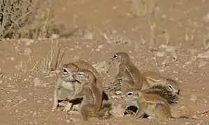 Juvéniles (Parc transfrontalier de Kgalagadi, Afrique du Sud)