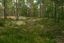 Forêt de pin parsemés avec des sous-bois alternant lichens et bruyère.