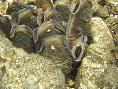 Photographie d'un groupe de moules sous l’eau.