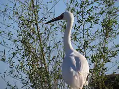 Grue de Sibérie (Grus leucogeranus)