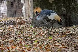 au Jardin zoologique de Kinshasa en 2022