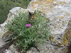 La tour vue depuis la garrigue.