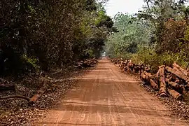 Chemin traversant une forêt tropicale, au bord duquel sont entassés des troncs coupés.
