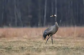 Une grue cendrée