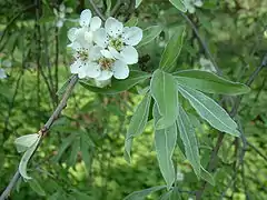 Fleurs et feuillage pleureur.