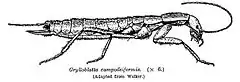 Grylloblatta campodeiformis