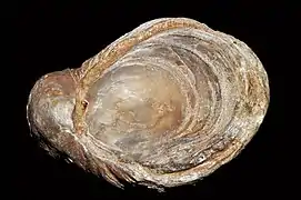 Gryphaea arcuata