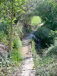 Alignement de pierre de taille, dans un fouillis d'arbre et d'herbes.