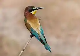 Adulte - parc national de l'Ichkeul, Tunisie.