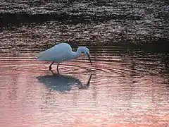 Aigrette garzette à l'aube, dans un bassin du marais.