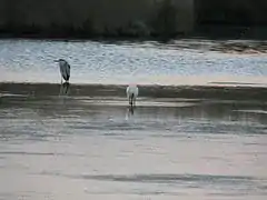 Héron cendré et spatule blanche.