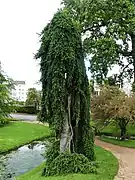 Variété pendula.