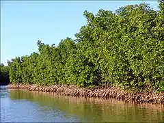 Littoral de mangrove.