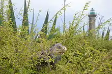 Iguane dans la végétation