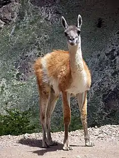 Guanaco austral (Lama guanicoe guanicoe), sous-espèce spécifique de ces régions. Photo prise près de La Hoya, Esquel, non loin du parc national.