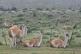 Guanaco.