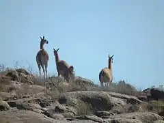 Guanacos au parc national Lihué Calel en 2011