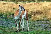 Guanaco (Lama guanicoe)