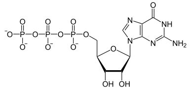 Guanosine triphosphate (GTP)