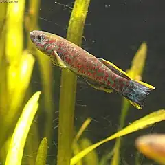 Profundulus guatemalensis (Profundulidae)