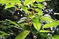 rameau fleuri de Guatteria ouregou à la Réserve naturelle régionale Trésor (Guyane)