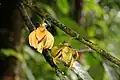 fleurs de Guatteria ouregou