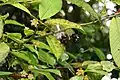 rameau fleuri et infrutescence de Guatteria ouregou