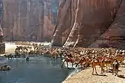 Photographie d'un troupeau de dromadaires buvant de l'eau dans une oasis