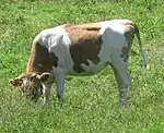 Photo couleur d'un jeune bovin à robe pie rouge et allure fine, pâturant des herbes hautes.
