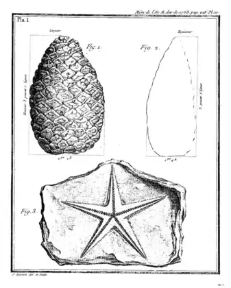 Fossile d'étoile de mer du château d'Agey (fig. 3) et pomme de pin fossile du cabinet de Karl Ehrenbert von Moll (en) à Vienne (fig. 1 et 2).