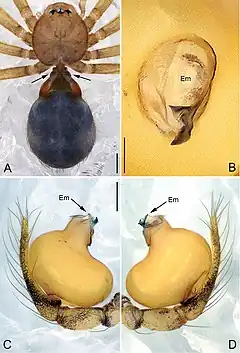 Description de l'image Guhua kakamegaensis (10.3897-zookeys.725.15059) Figure 1.jpg.