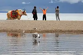 Yak promené par un éleveur en quête de touristes et goélands.