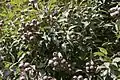 Corymbia, (Fruits)