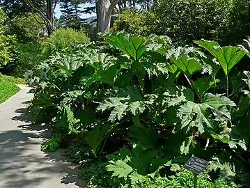 Gunnera tinctoria dans le jardin botanique de San Francisco