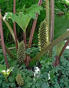 cette plante gigantesque s’observe à Vancouver en Colombie Britannique dans la plupart des jardins ou parcs .Cette plante est de la famille de la RHUBARBE , dont les tiges sont consommées pour faire des compotes ou confitures mais dont les feuilles sont très toxiques , à ne surtout pas manger.