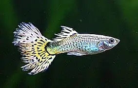 Un guppy mâle.