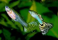 photo de deux petits poissons translucides à la queue bariolée dans l'eau