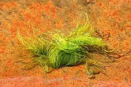 Un ulva intestinalis à marée basse dans le Brofjorden (Suède).