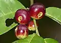 fruits de Siparuna guianensis