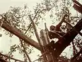 Les madriers sont en bois de wacapou (Vouacapoua americana)
