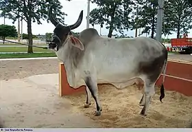 Vache brésilienne.