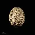 Un œuf de Gysis alba, Muséum d'Histoire Naturelle de Toulouse