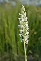 Orchis moucheron, variété blanche (rare)