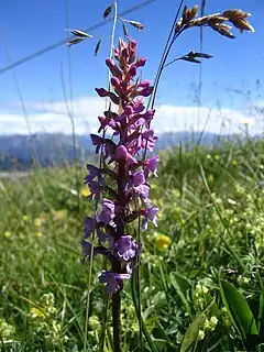 Orchis moucheron