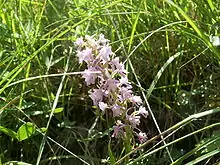 Orchis moucheron