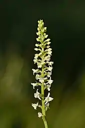 Une fine tige verte fragile porte un petit bouquet de fleurs blanches.