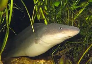 Gymnarchus niloticus. D'autres espèces comme Heterotis niloticus et Polypterus senegalus en déclin ailleurs dans le pays, ne sont pas menacées dans le Sourou.