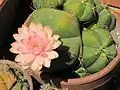 Gymnocalycium horstii