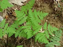 Description de l'image Gymnocarpium dryopteris AT.JPG.