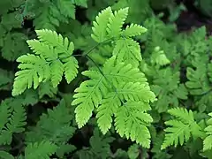 Gymnocarpium dryopteris.